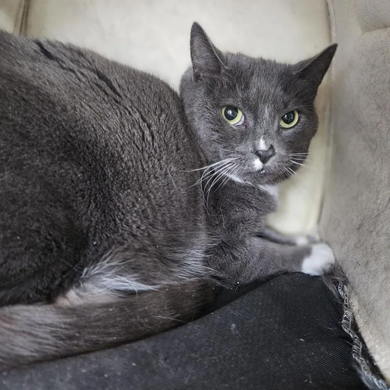 An adult large-sized male Gray / Blue / Silver Domestic Short Hair cat named Sheldon for adoption in Lakewood, CO
