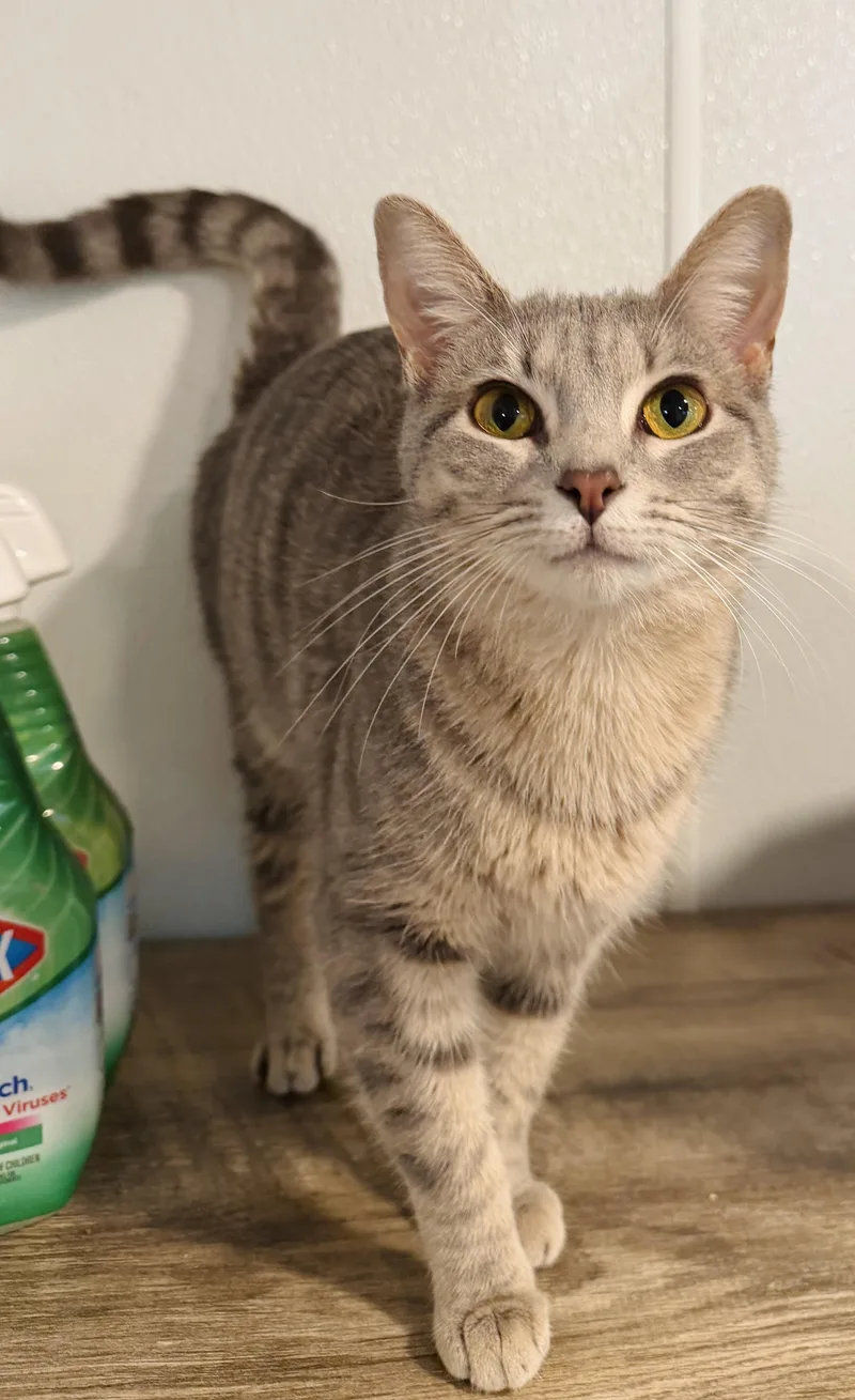 A young medium-sized female Tabby (Gray / Blue / Silver) Domestic Short Hair cat named Fiora for adoption in Brooks, ME