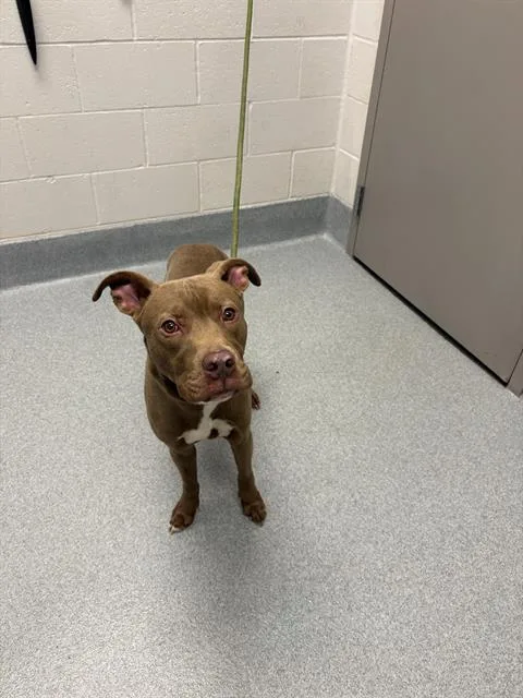 A young medium-sized male Pit Bull Terrier dog named Xavier for adoption in Indianapolis, IN