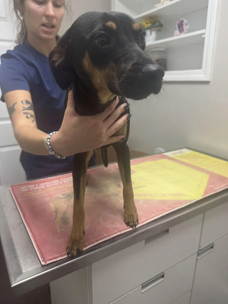 A young medium-sized male Miniature Pinscher dog named Canopy for adoption in Marietta, GA