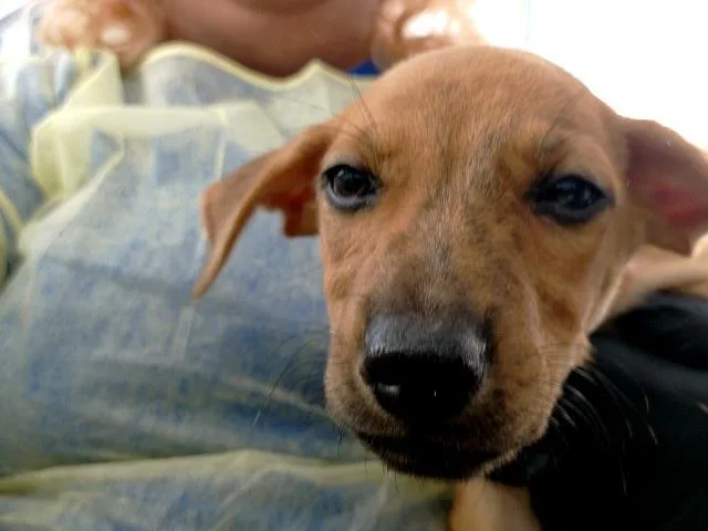 A baby medium-sized male Mixed Breed dog named Archie for adoption in Dallas, TX