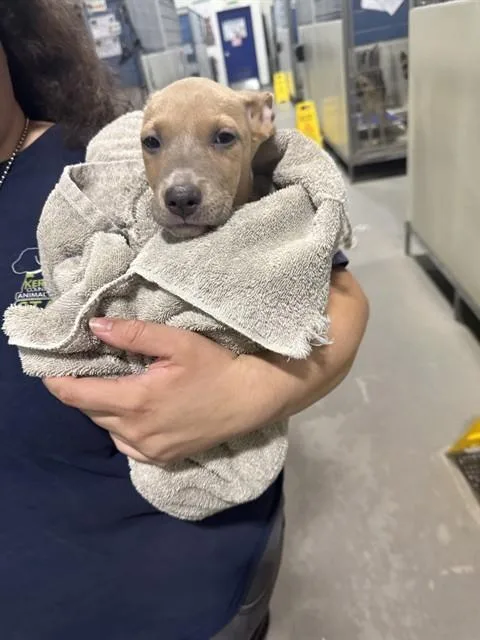 A baby small-sized male Pit Bull Terrier dog named Burrito for adoption in Bakersfield, CA