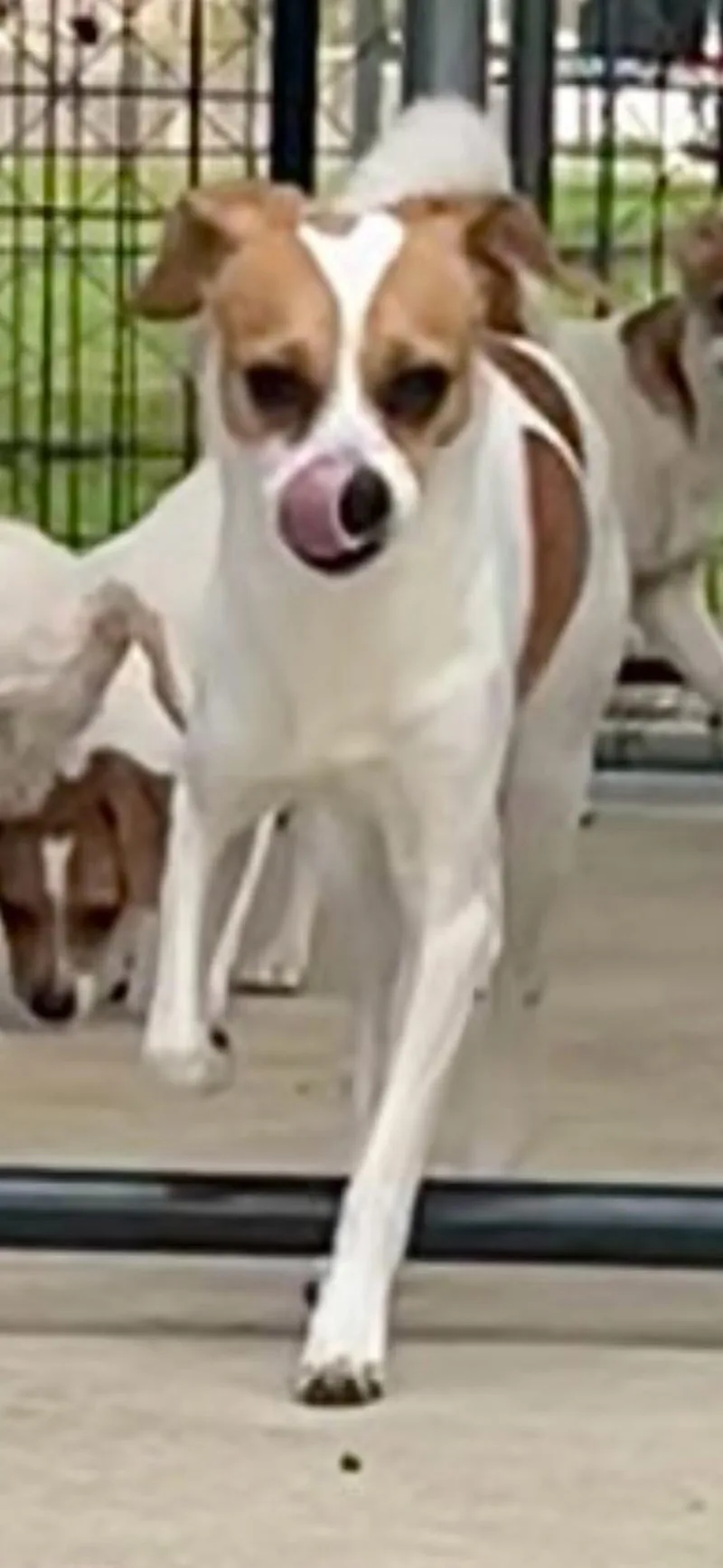 A young small-sized male Jack Russell Terrier dog named Second Son for adoption in Lakeway, TX