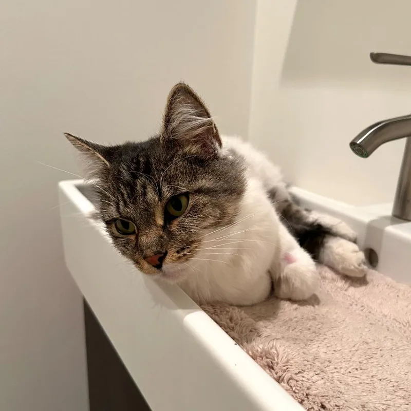 An adult small-sized female Domestic Medium Hair cat named Charlie for adoption in Los Angeles, CA