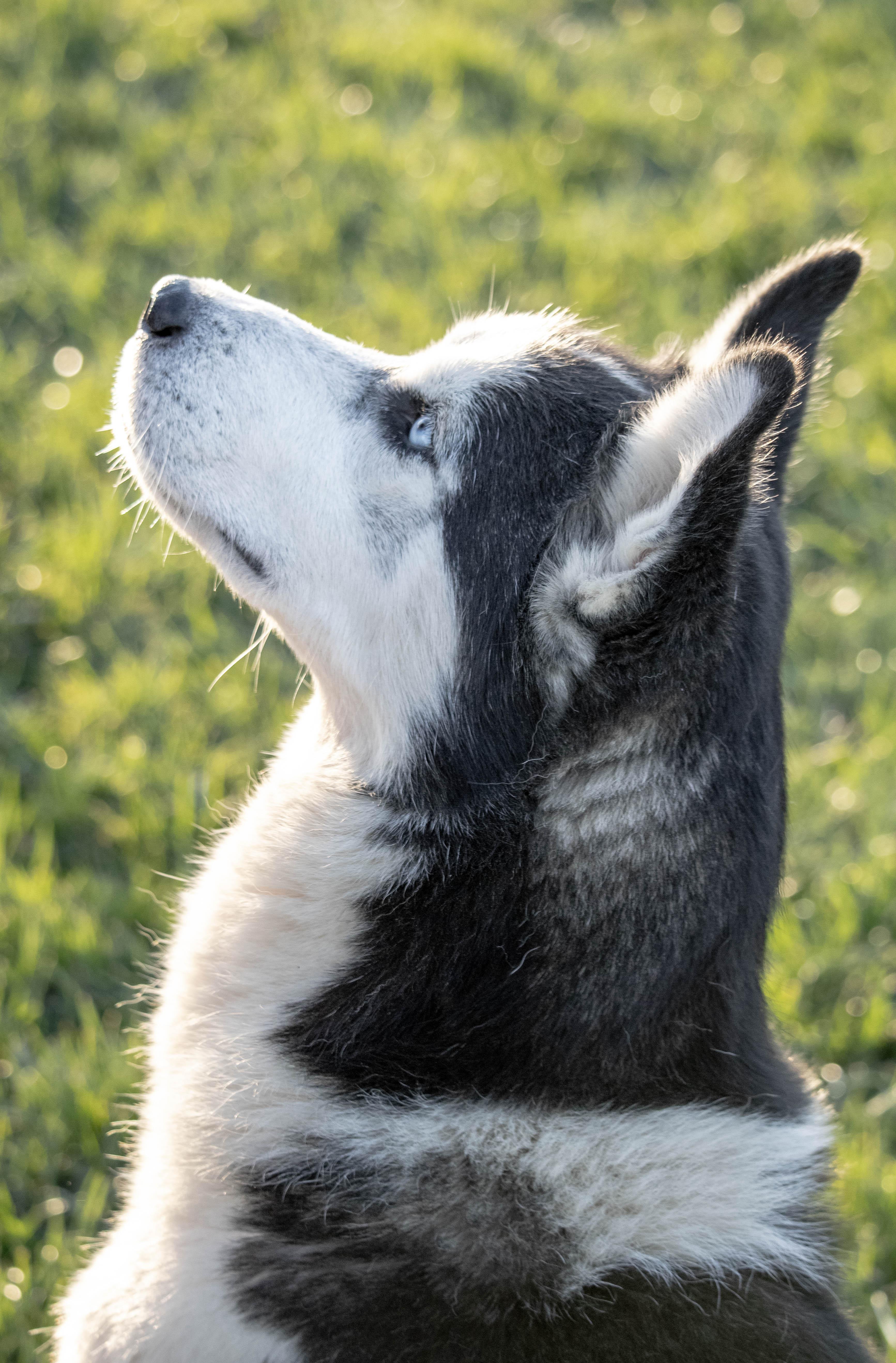 A young large-sized male Siberian Husky dog named Takaani for adoption in Wilmington, OH