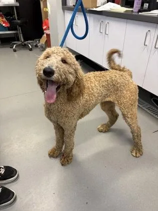 An adult medium-sized female Mixed Breed dog named Lemon for adoption in West Chester, PA