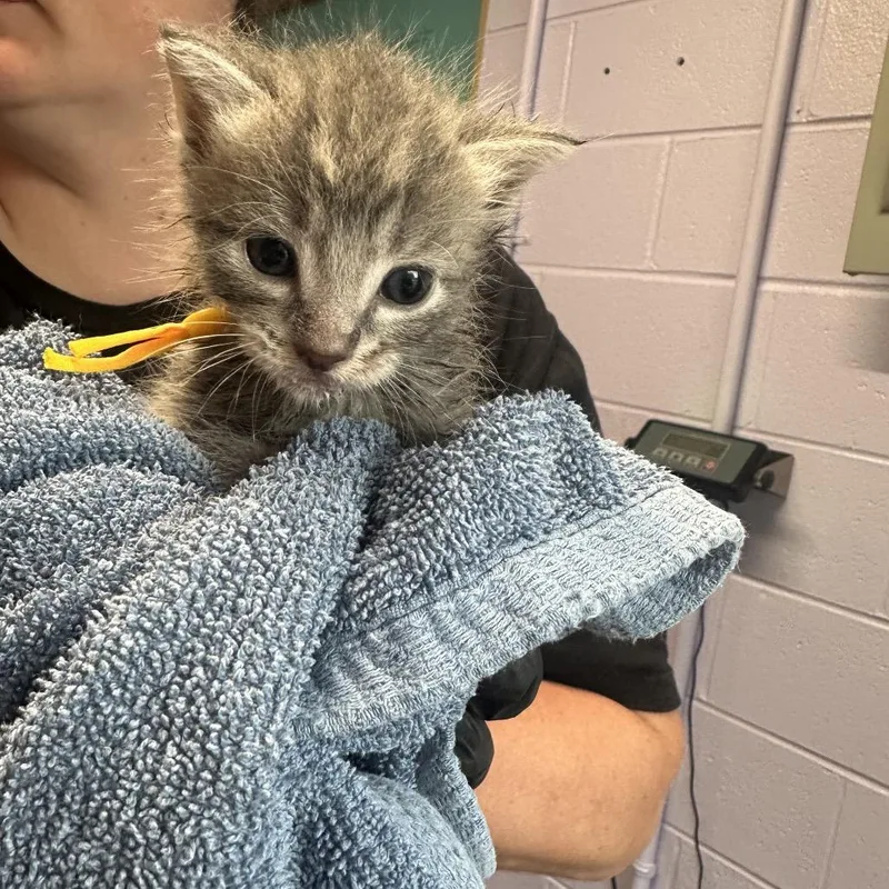 A baby small-sized female Black Domestic Short Hair cat named Chai for adoption in Newport, TN