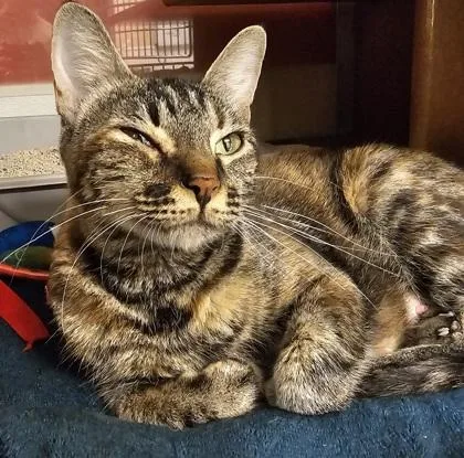 An adult small-sized female Domestic Short Hair cat named Rue for adoption in Phoenix, AZ