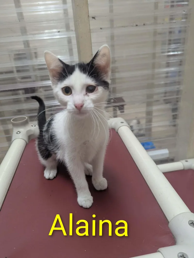 A baby medium-sized female Black & White / Tuxedo Domestic Short Hair cat named Alaina for adoption in Logan, OH