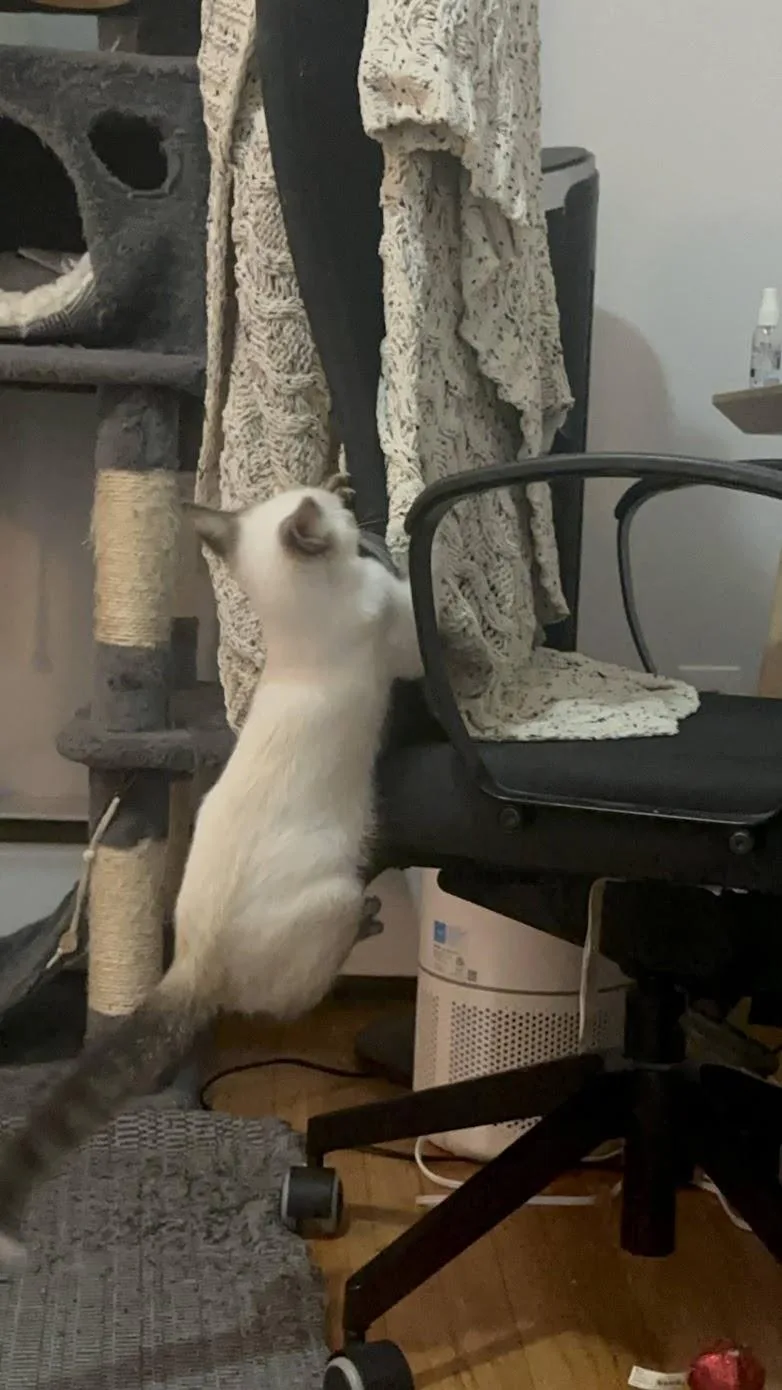 A baby small-sized male Buff & White American Shorthair cat named Opal N.  Blue for adoption in New York, NY