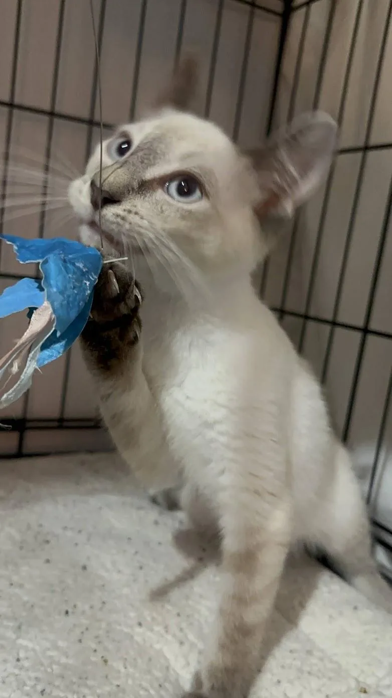 Opal N.  Blue thumbnail 3
