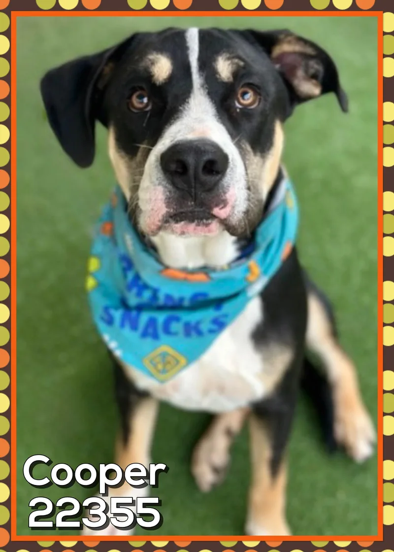 Cooper