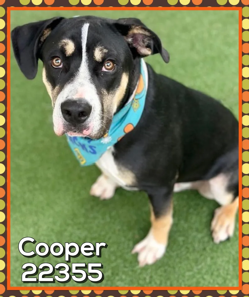 Cooper thumbnail 2