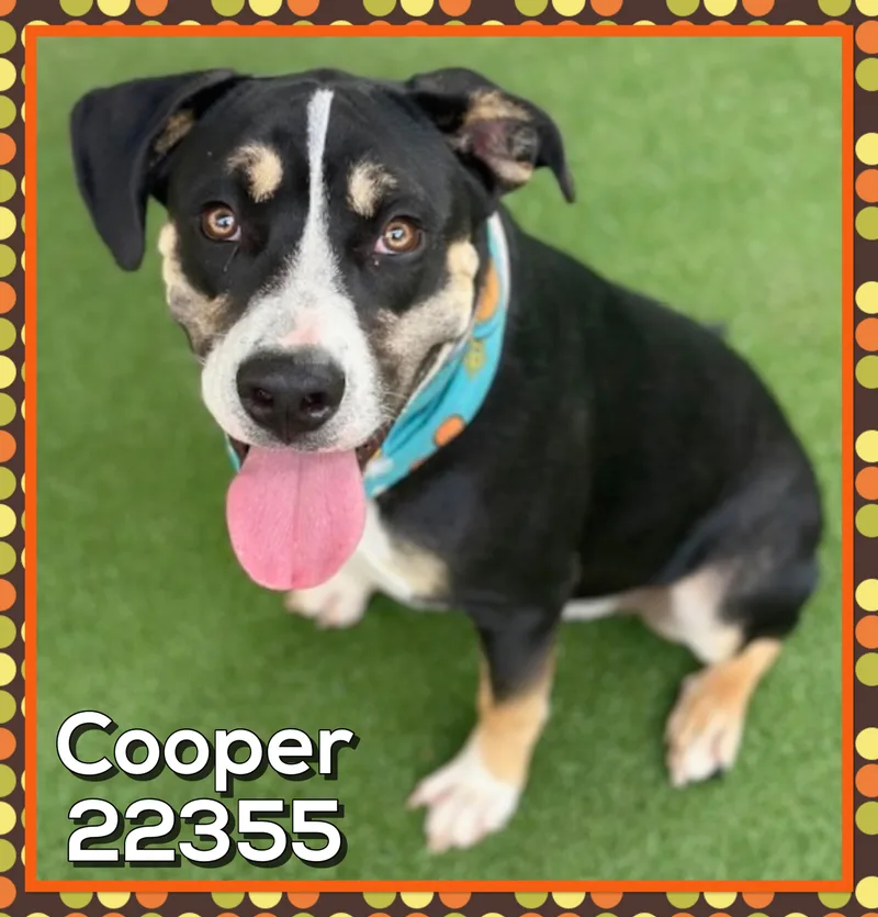Cooper thumbnail 3