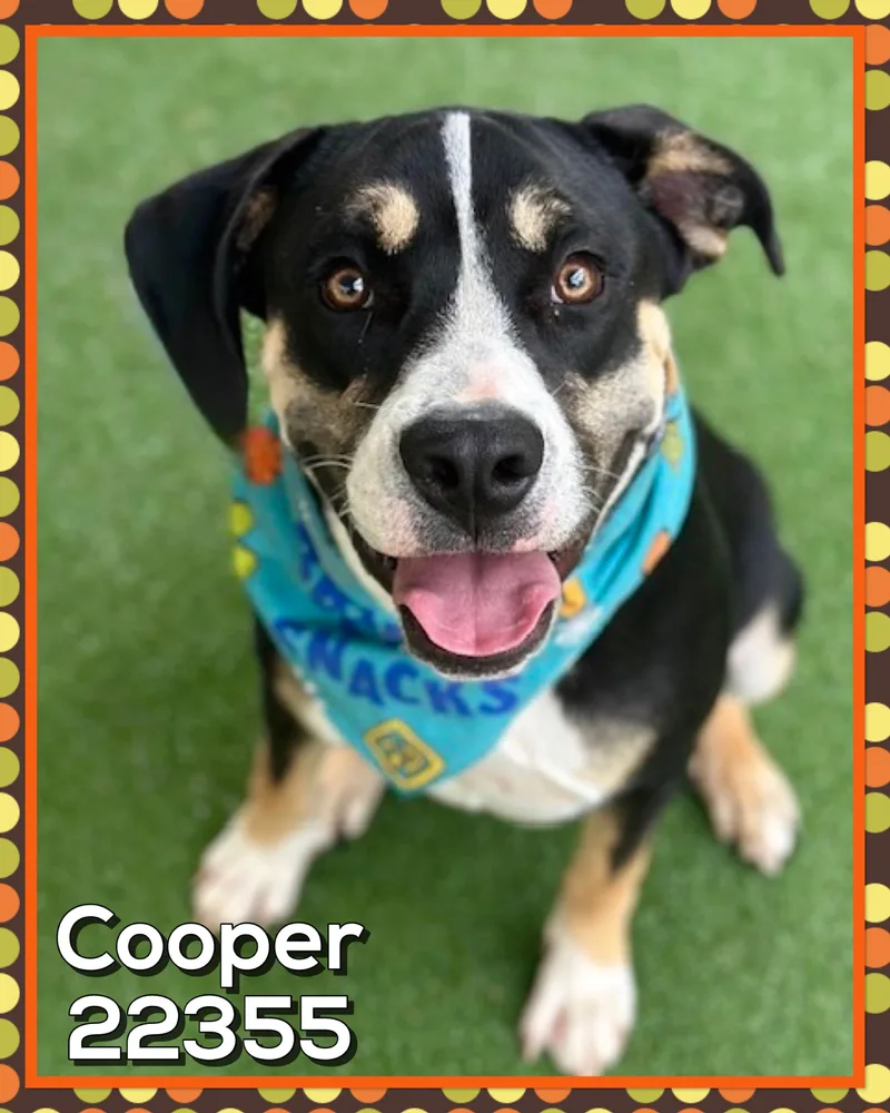 Cooper thumbnail 4