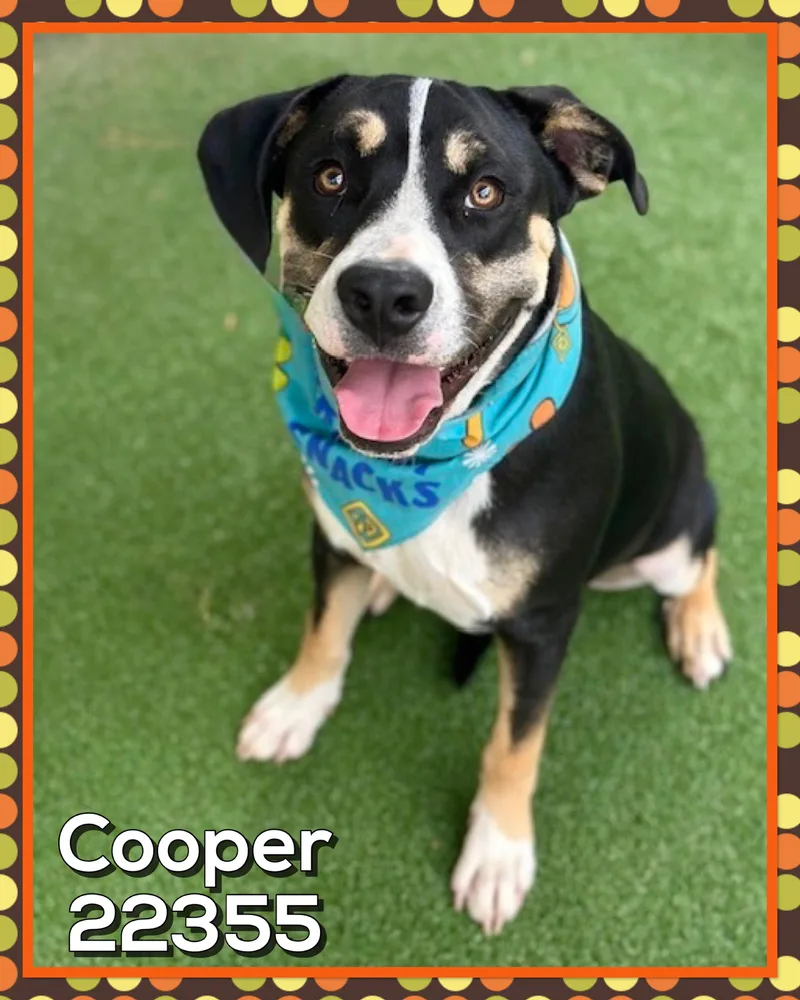 Cooper thumbnail 5