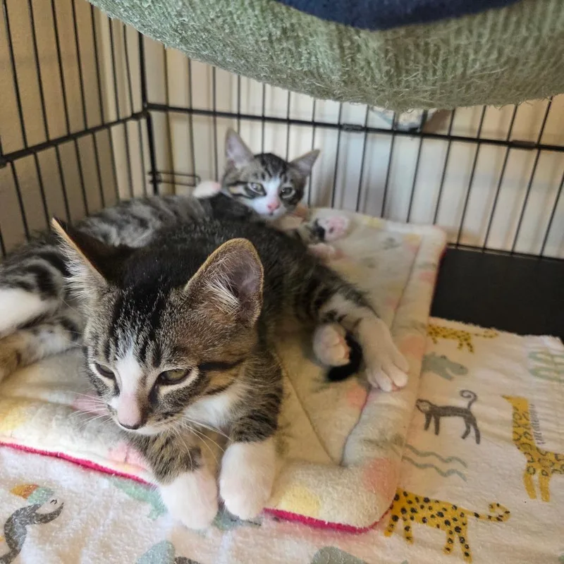 A baby small-sized male Brown / Chocolate Domestic Short Hair cat named Hank for adoption in Priest River, ID