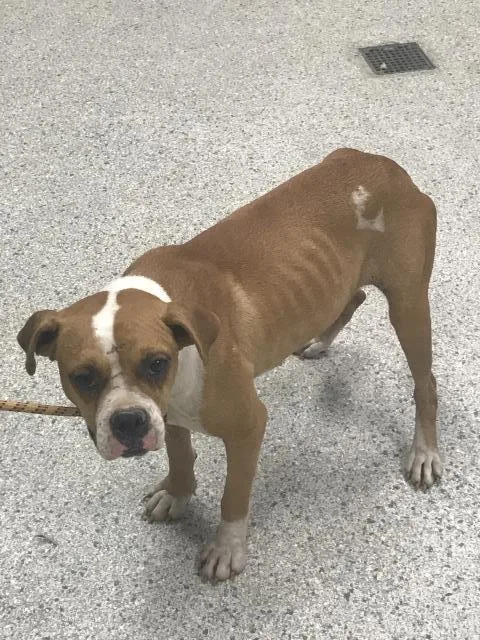 A young large-sized female Boxer dog named Veda for adoption in Conroe, TX