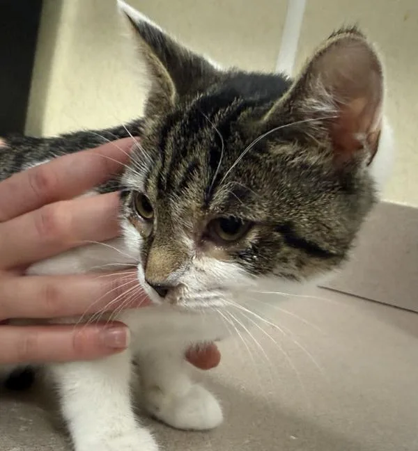 A baby small-sized female Domestic Short Hair cat named Espresso for adoption in Salisbury, MD