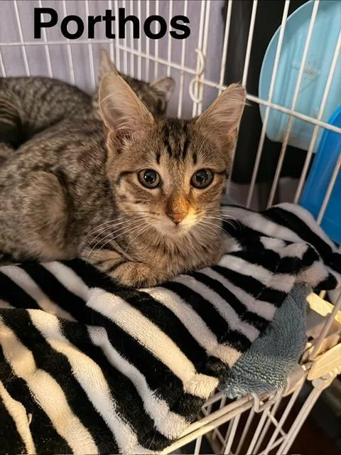 A baby small-sized male Tabby cat named Porthos for adoption in San Antonio, TX