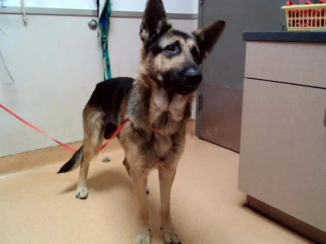 An adult large-sized male German Shepherd Dog dog named Yosemite Sam for adoption in Martinez, CA
