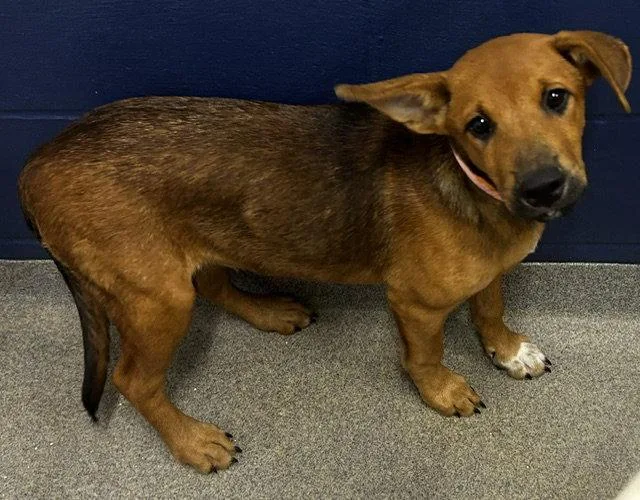 A young medium-sized female Labrador Retriever dog named Maple mo for adoption in Sterling, MA