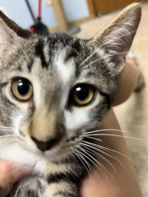 A baby small-sized male Tabby (Brown / Chocolate) Domestic Short Hair cat named Tiger for adoption in Anoka, MN