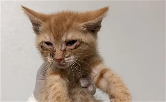 A baby small-sized male Domestic Short Hair cat named Chad for adoption in Bakersfield, CA