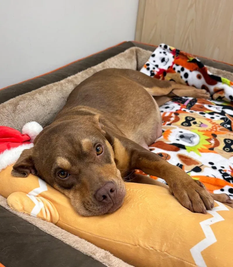 Princess  Ac thumbnail 2