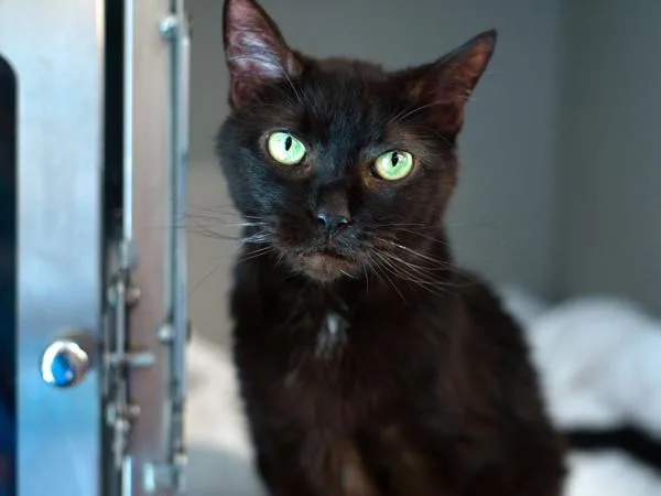 A senior medium-sized male Domestic Short Hair cat named Spock for adoption in Ridgewood, NY