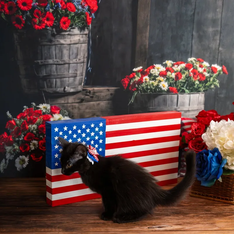 A baby small-sized male Black Domestic Medium Hair cat named Locust for adoption in Lapeer, MI