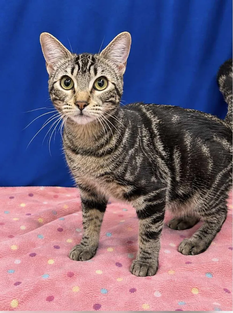 A baby medium-sized female Tabby (Gray / Blue / Silver) Tabby cat named Athena sister for adoption in Spring Branch, TX