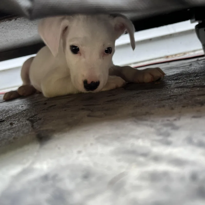 A baby small-sized male White / Cream Terrier dog named Cobb Salad for adoption in Plainfield, IL
