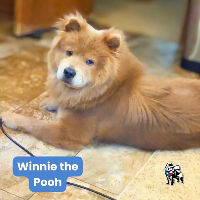 Winnie the Pooh