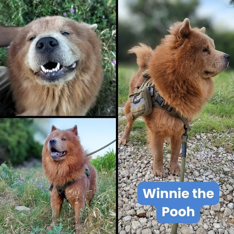 Winnie the Pooh thumbnail 2