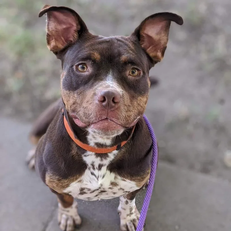 Tallulah thumbnail 2