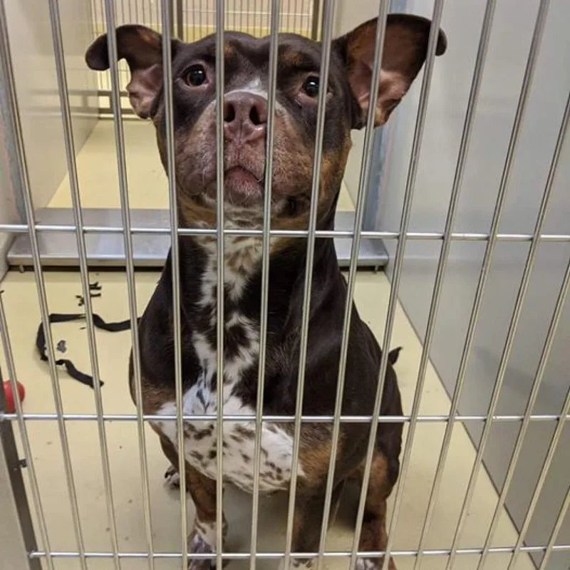 Tallulah thumbnail 3