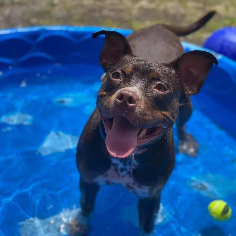 Tallulah thumbnail 4