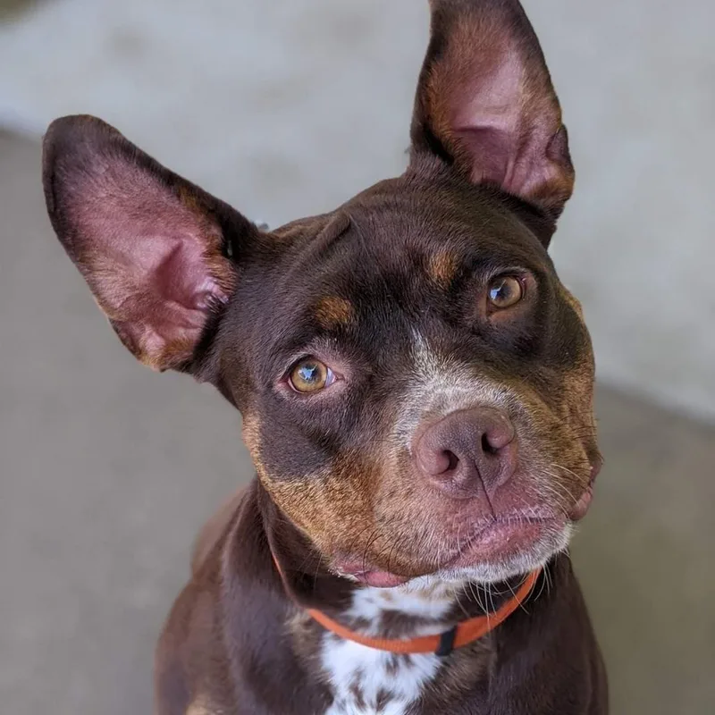 Tallulah thumbnail 5