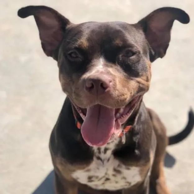 Tallulah thumbnail 6