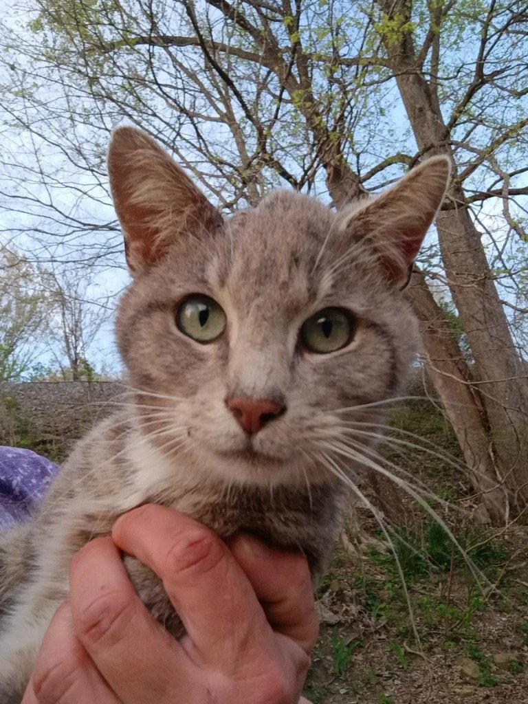 An adult medium-sized male Domestic Short Hair cat named Walter for adoption in Cromwell, KY