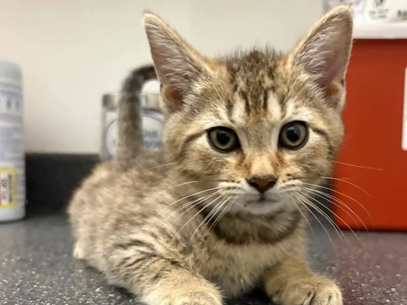 A baby small-sized male Tabby cat named Thomas for adoption in Powell, OH