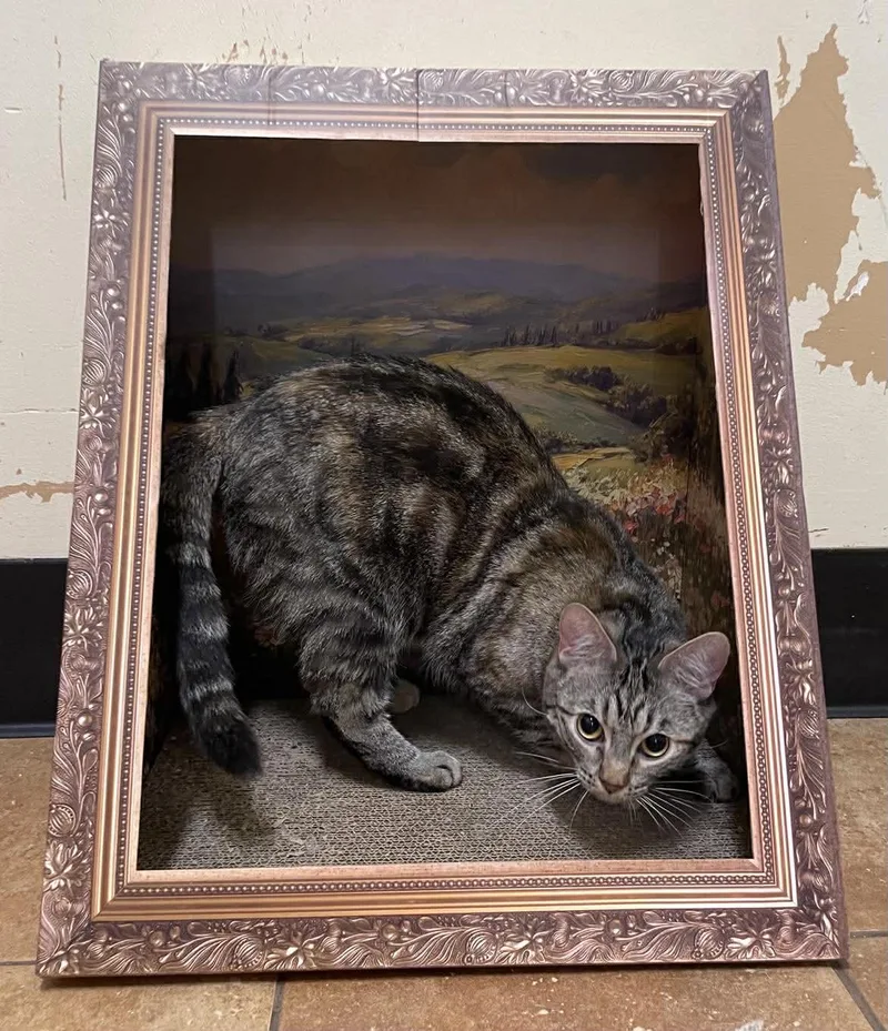 A young medium-sized female Torbie cat named Elsa for adoption in HEMET, CA