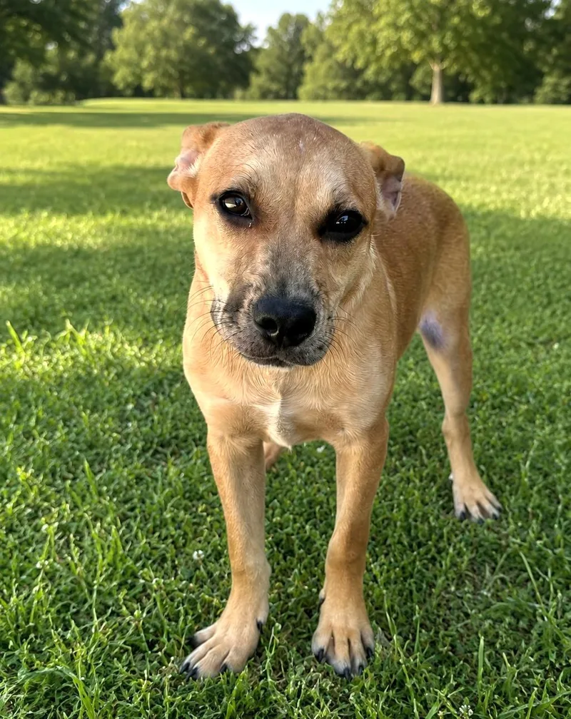 A young medium-sized male Black Mouth Cur dog named Doc for adoption in Bandera, TX