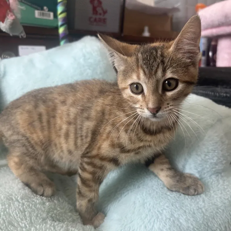 Juniper