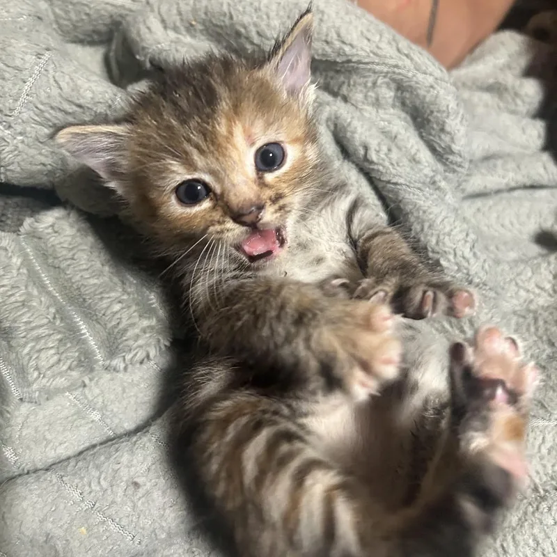 Juniper thumbnail 4
