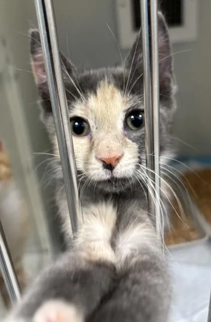 A baby small-sized female Domestic Short Hair cat named 1067-26 for adoption in Cumming, GA