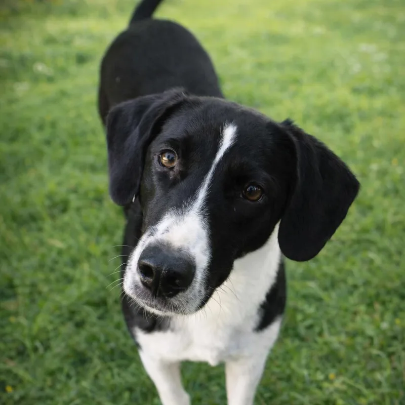 A young medium-sized female Black Hound dog named Billie Howlish for adoption in Morganton, NC