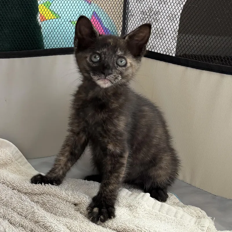 A baby medium-sized female Tortoiseshell Domestic Short Hair cat named Cherry for adoption in jacksonville, FL