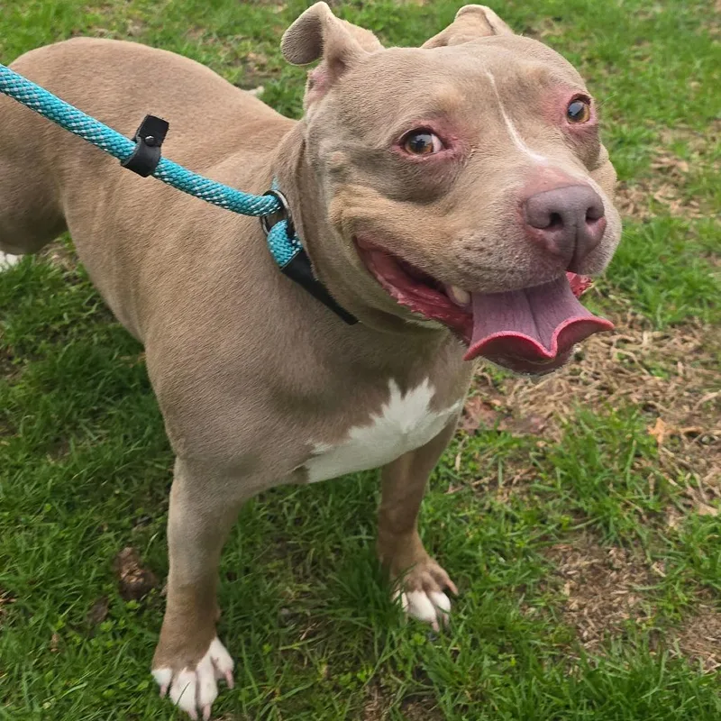 A senior medium-sized female Pit Bull Terrier dog named Fonda for adoption in Milan, IL